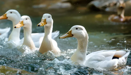 一个羽毛球，捧起两座县城的“饭碗”