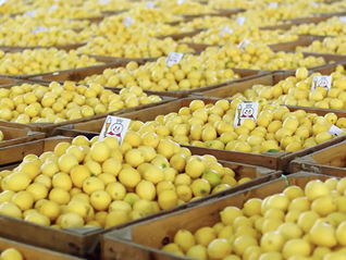 蜜雪冰城如何将潼南柠檬捧出圈？