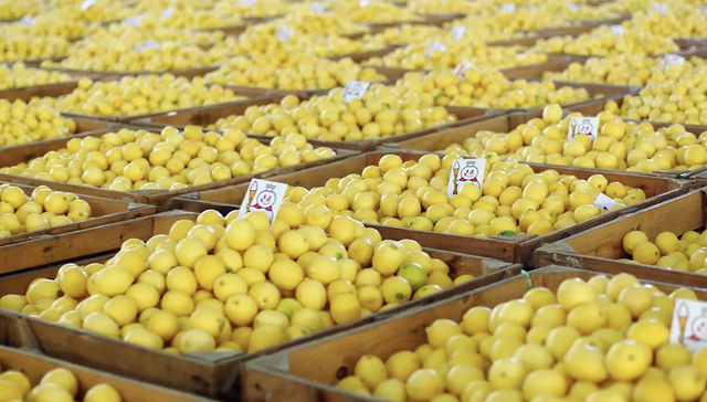 蜜雪冰城如何将潼南柠檬捧出圈？