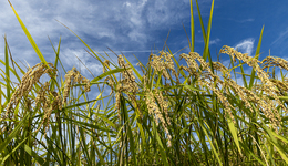 上海商业气象保险保费破亿元，气象金融仍面临这些问题