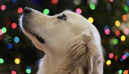 杜絕到歡迎，商場(chǎng)把寵物當(dāng)成“流量密碼”