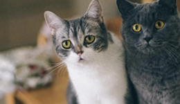 这届年轻人选择“穷养自己，富养宠物”