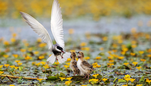 南四湖蝶变，检察公益诉讼力解“九龙治水”