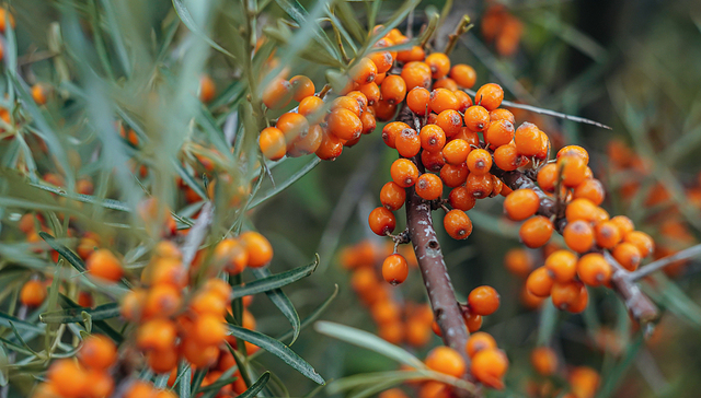 饮料大牌汇源相中小众水果沙棘