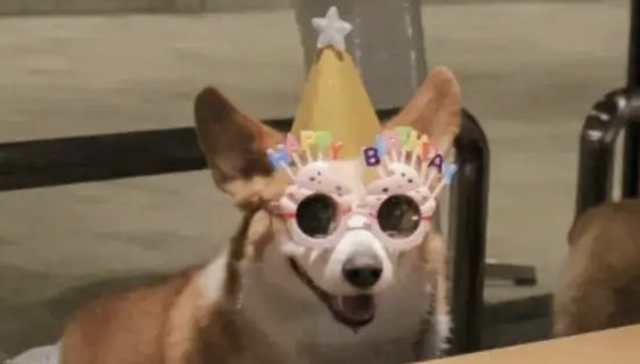 宠物经济,消费,品牌