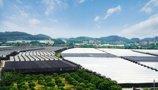 引绿色金融“活水”，浇灌乡村振兴之花 广州农商银行助力绿色农业高质量发展