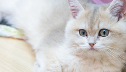 “它經(jīng)濟(jì)”遍地開花，但乖寶寵物難言高枕無憂