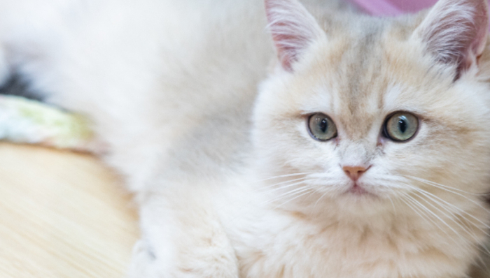 乖宝宠物,它经济,双11,