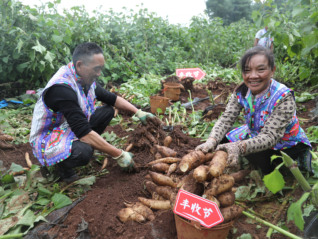 赚钱减速后，拼多多更注重长期价值