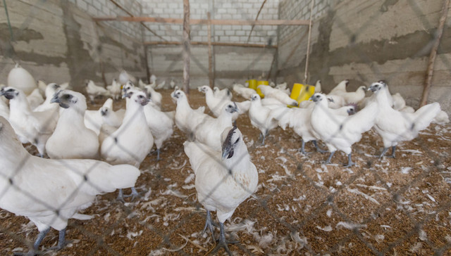 温氏股份,董事会,换届,温家,首位三代,接班