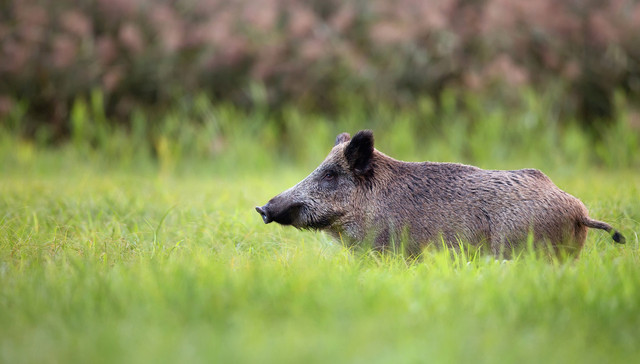 野猪再扰南京，如何应对？