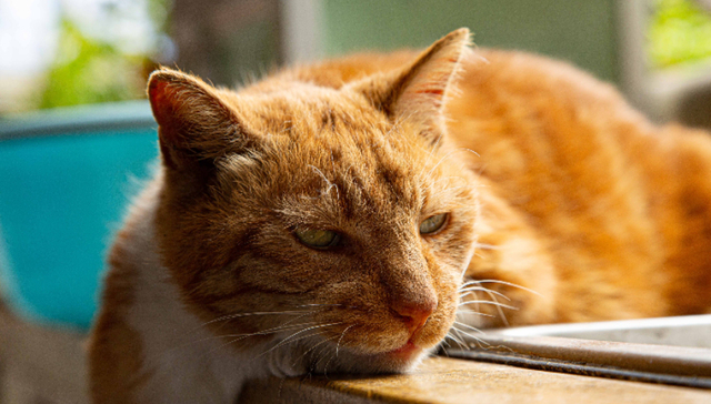 地方新闻精选丨成都4名中学生组团虐猫被停课反省 上海加强室外二手烟控制