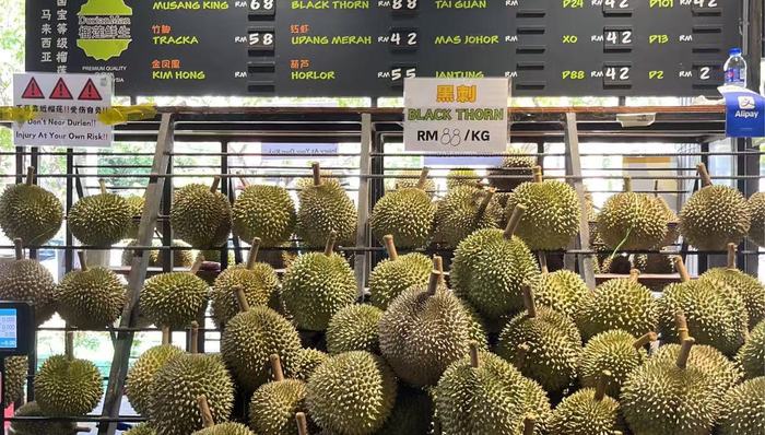 专骗中国人的马来西亚榴莲投资骗局，究竟是怎么回事？