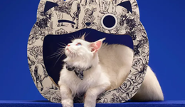 购物中心离 “宠物友好” 还有多远？