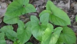 “犁头尖”是什么？相宜本草能否挺过“毒原料”风波