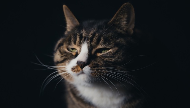 养猫人开始喂猫吃新冠口服药