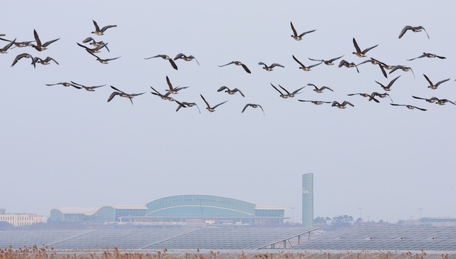 务安机场被韩国警方搜查，坠机10天前就收到过鸟撞警告