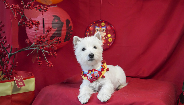 宠物年夜饭预订火爆，宠物年俗消费异军突起