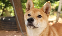 地方新聞精選 | 廣州將中華田園犬移出禁養(yǎng)名錄 黑龍江饒河發(fā)現(xiàn)野生東北虎足跡