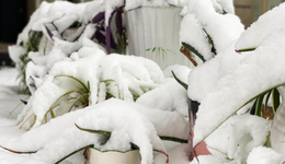 春節(jié)假期天氣怎么樣？氣象局：假日中期有雨雪天氣過程