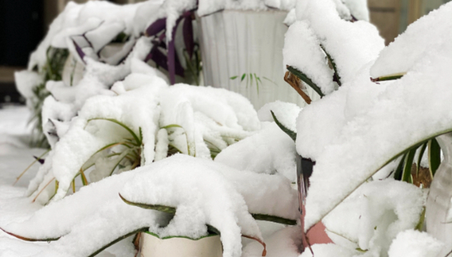 春节假期天气怎么样？气象局：假日中期有雨雪天气过程