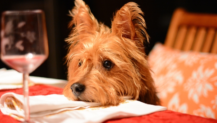 宠物坐上年夜饭餐桌｜年货新风尚