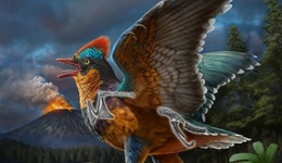 中國發(fā)現(xiàn)全球最古老鳥類“政和八閩鳥”，將鳥類起源提早近2000萬年