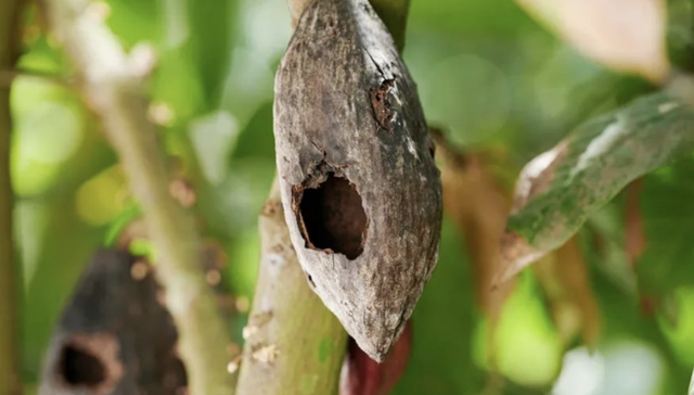 可可价格仍在震荡，巧克力难再自由？