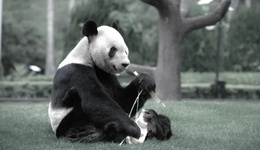 地方新聞精選 | 功勛大熊貓“永明”32歲離世 企業(yè)要求員工“不結(jié)婚就解聘”被叫停