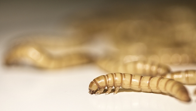 欧盟,面包虫粉,虫粉,昆虫食品