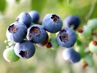 国产蓝莓卖爆背后的“水果进化论”