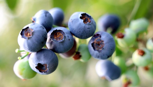 国产蓝莓卖爆背后的“水果进化论”
