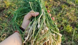 沪上年轻人：Citywalk不香了，流行挖野菜