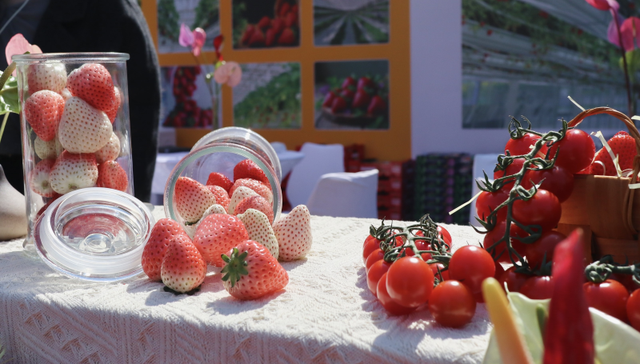中国已成草莓种植面积最大国家，江苏这个地方的草莓品牌价值超亿元