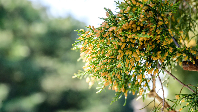 过敏原检测和药品销量大增，春季花粉过敏高发该怎么用药？