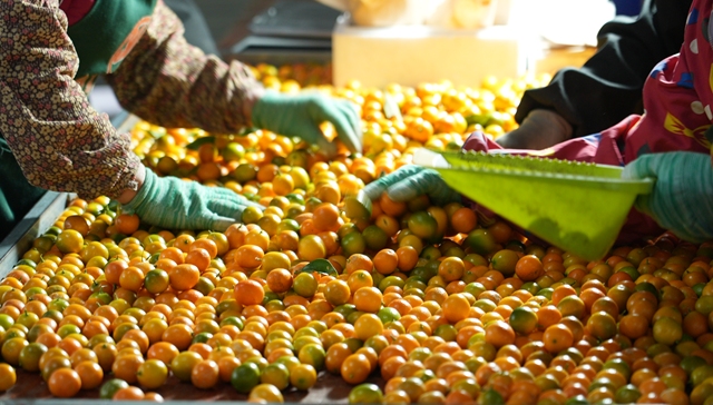 拼多多营收增速放缓背后：高质量发展成效初显，或再投千亿加码商家扶持