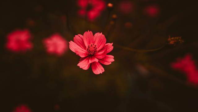 她不是一盆盆栽，任人修剪，她是野生植物 | 一周新书推荐