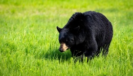 地方新聞精選 | 邯鄲一野生動(dòng)物園黑熊出逃 東莞一社區(qū)生三孩獎(jiǎng)勵(lì)5萬