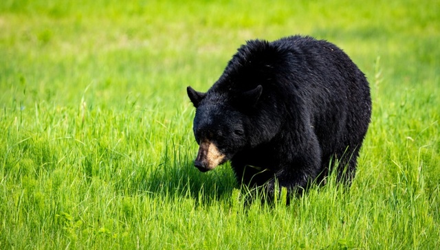 地方新闻精选 | 邯郸一野生动物园黑熊出逃 东莞一社区生三孩奖励5万