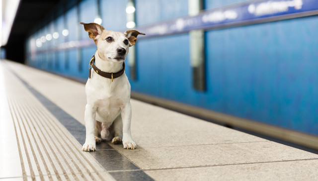 铁路推出“宠物托运”服务，4月8日起在京沪高铁部分车次试点