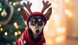 我給狗狗做“愛馬仕”，年入300萬