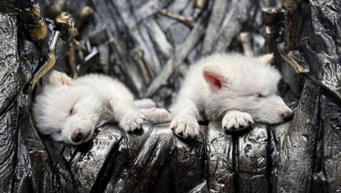 《权力的游戏》中的冰原狼被这家公司复活，马斯克发帖关注