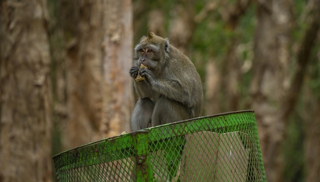 医药研发外包公司的猴子可能要白囤了
