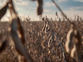 “美国粮仓”再吞关税苦果，农民喊话特朗普：停止贸易战