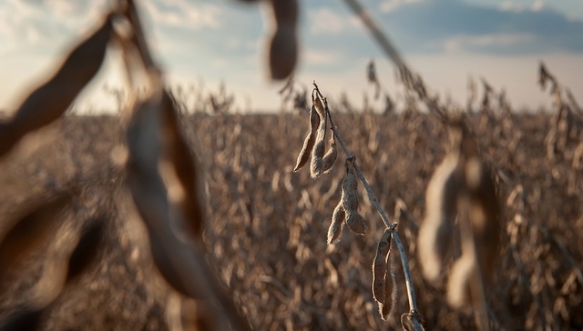 “美国粮仓”再吞关税苦果，农民喊话特朗普：停止贸易战