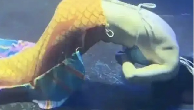 家属称溺水“美人鱼”仍在ICU，涉事太原海洋大世界暂停营业