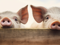 牧原股份赴港IPO背后：已募資千億，實(shí)控人蟬聯(lián)“河南首富”