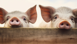 牧原股份赴港IPO背后：已募资千亿，实控人蝉联“河南首富”