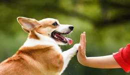 我給狗狗上課，月賺四五萬(wàn)