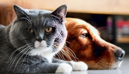 暴利之下：宠物殡葬行业的冰与火之歌